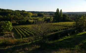 Photo illustrant le domaine viticole de Domaine de Grimardy