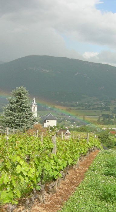 vigne de savoie dans un village