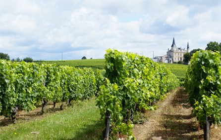 vignes au printemps devant un chateau bordelais
